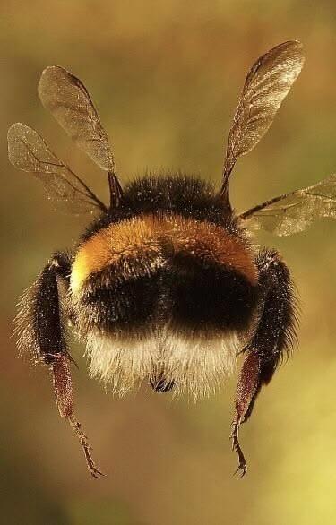 Eine fliegende Hummel von hinten
Quelle: Petra Koenig, Pinterest
