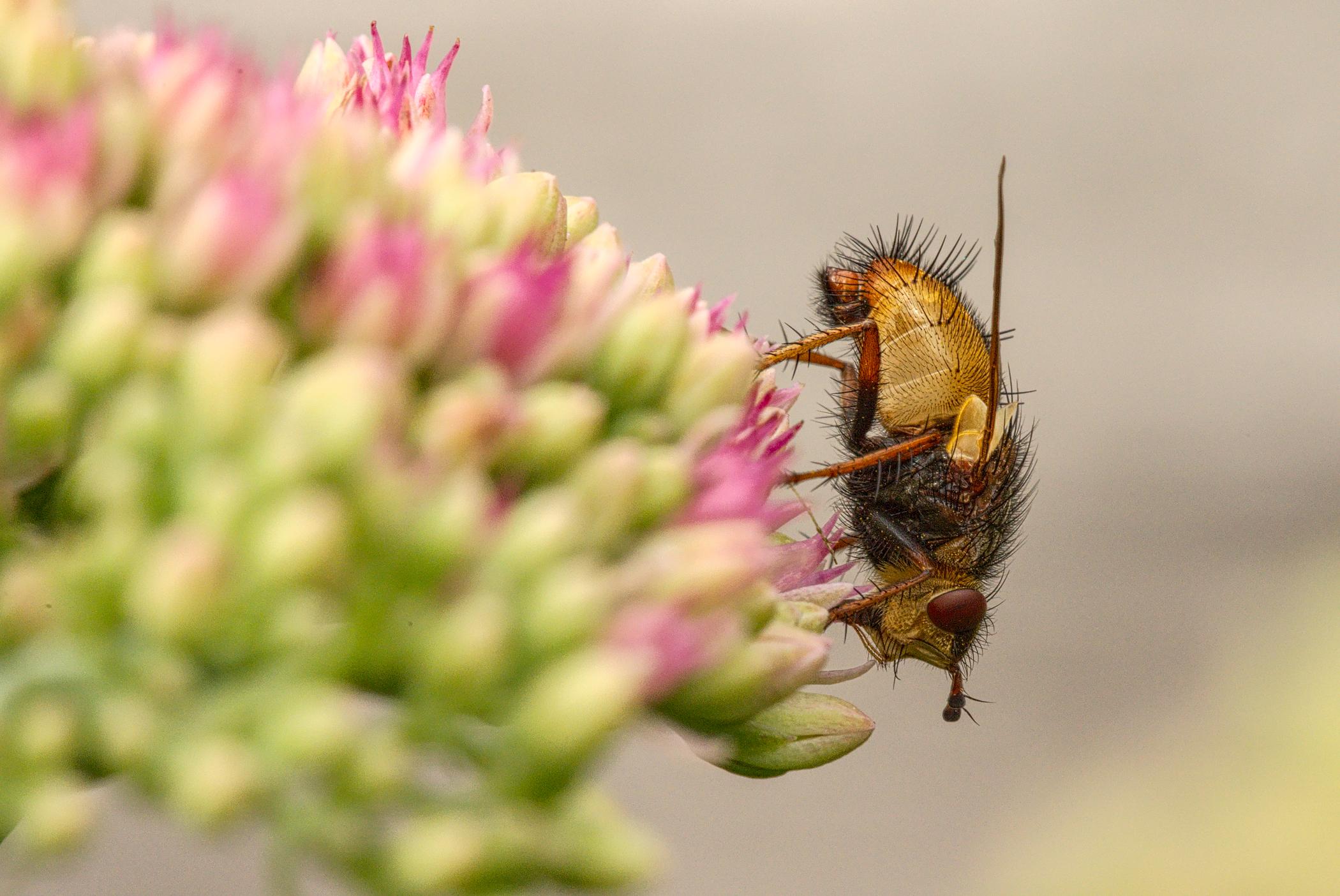 Farbfotografie im Format 3:2 Landscape. Makrofotografie
Eine Igel-Raupenfliege (Tachina fera) sitzt am rechten Rand einer 'Prächtigen Waldfetthenne' (Hylotelephium spectabile). Die Blüte und der Hintergrund sind zum größten Teil unscharf. Nur die Blütenteile, welche sich in Entfernung zum Objektiv, wie die Fliege befinden, sind scharf abgeblidet.