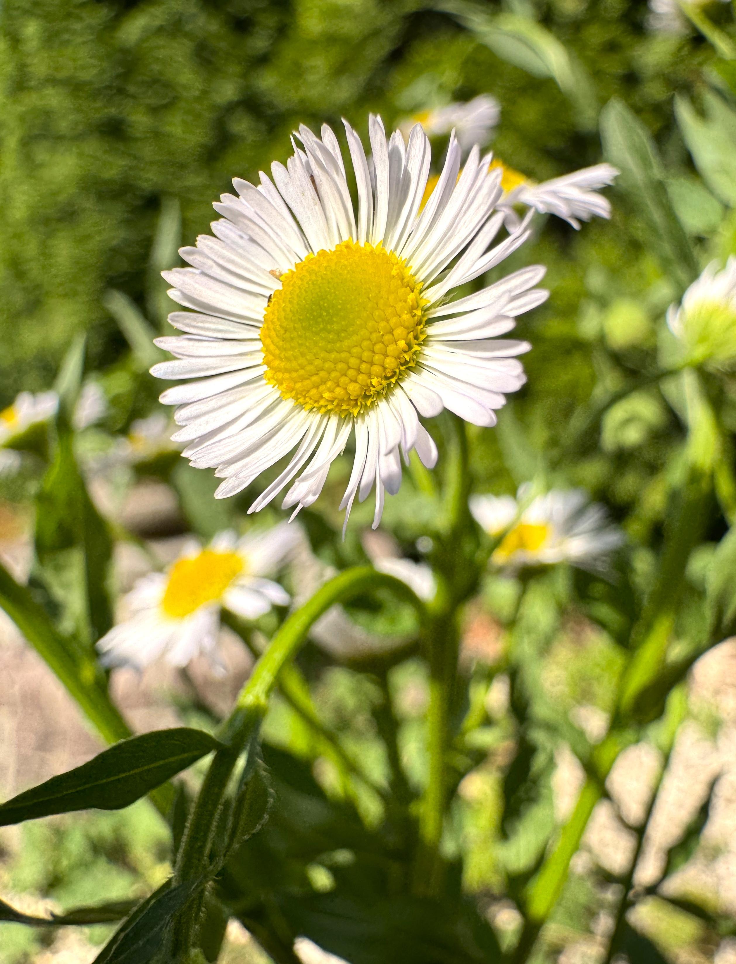 Blume mit weißen Blättern und gelbem Innenleben
Foto vom 25.7.26