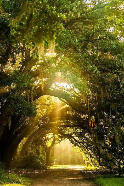 Die Sonne scheint auf einen Waldweg, über dem sich die Zweige wie ein Blätterdach neigen
Quelle: Pinterest ohne weitere Angaben