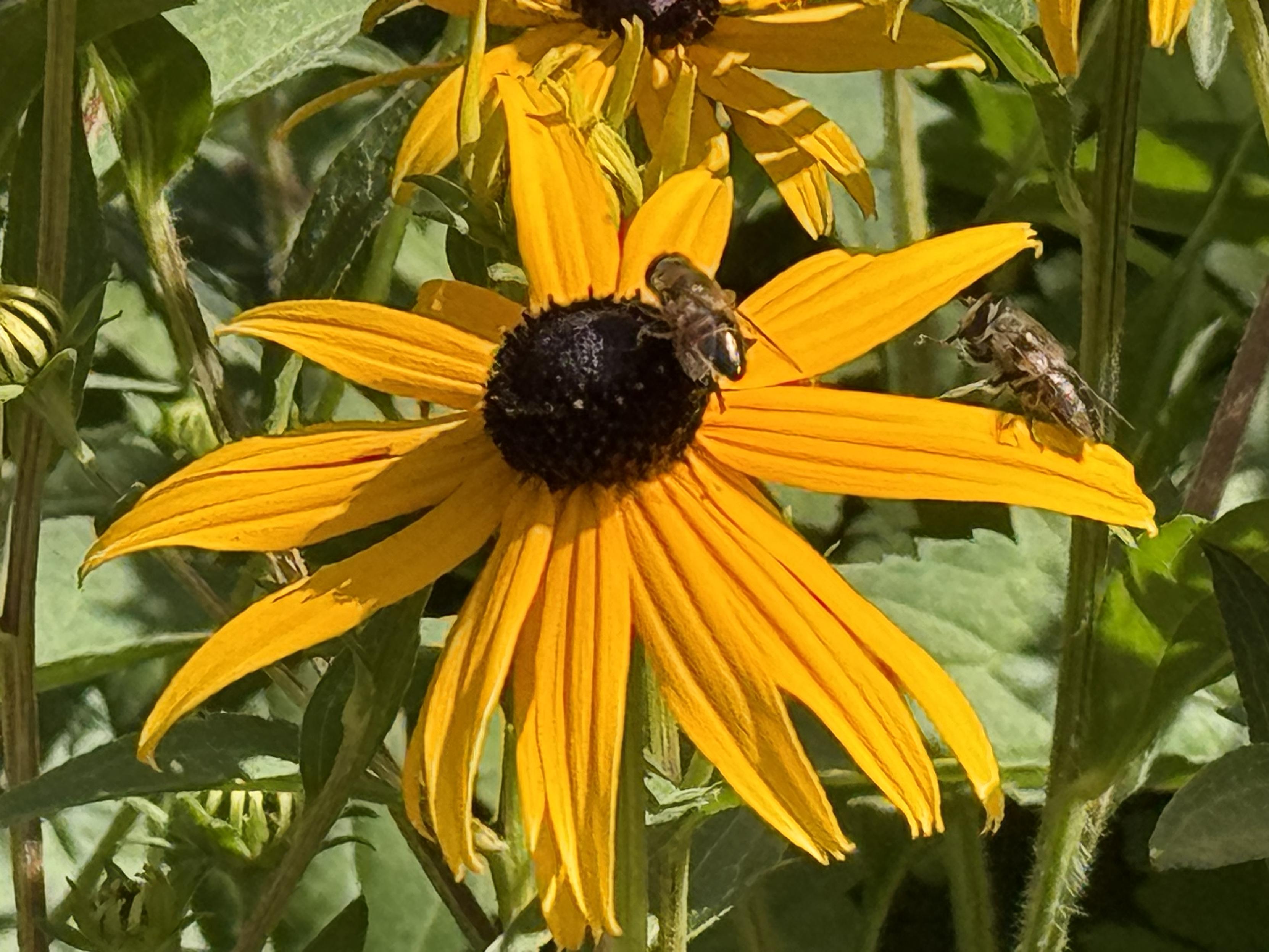 Zwei Bienen an einer gelben Blüte mit dunkelbraunem Innenleben
Foto vom 24.7.26