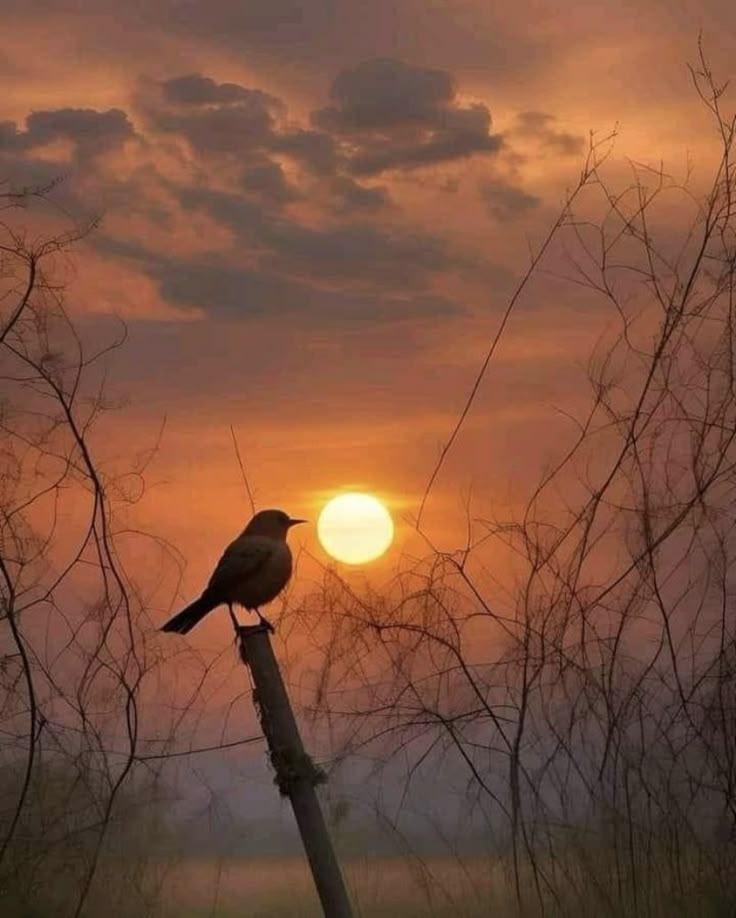Feurig braunroter Sonnenuntergang, im Vordergrund ein auf einem abgebrochenen Ast sitzender Vogel 
Quelle: Pinterest ohne weitere Angaben