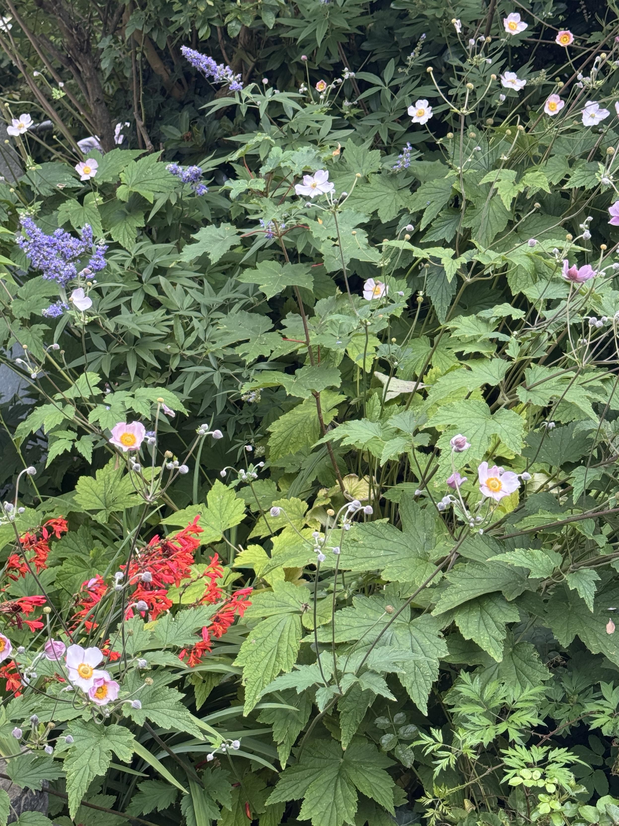 Anemonen, Schmetterlingsflieder und einige rote Blüten stehen dicht zusammen