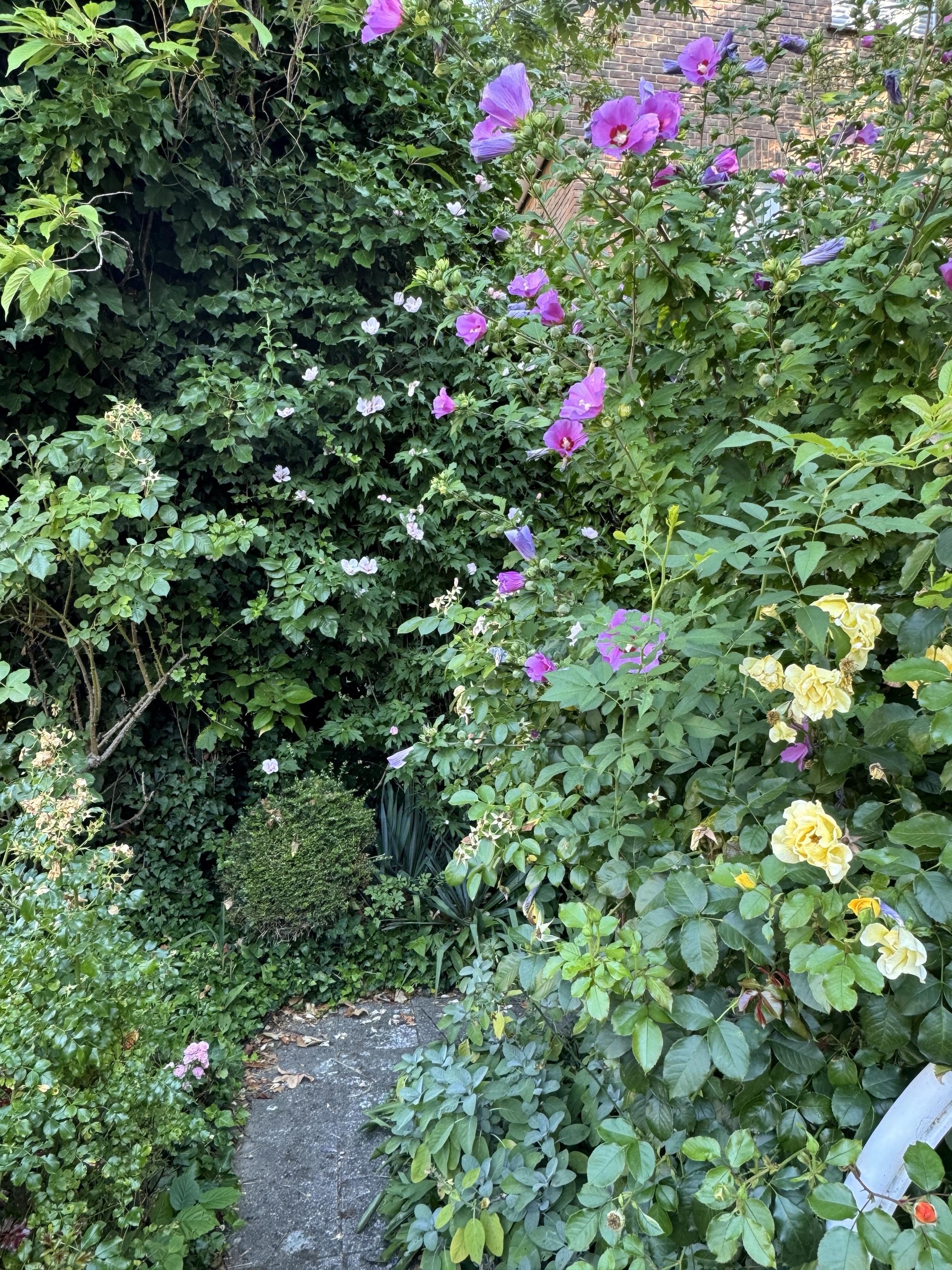 Blühende gelbe Rosen, violetter Hibiskus und blassrosa Hibiskus im Hintergrund