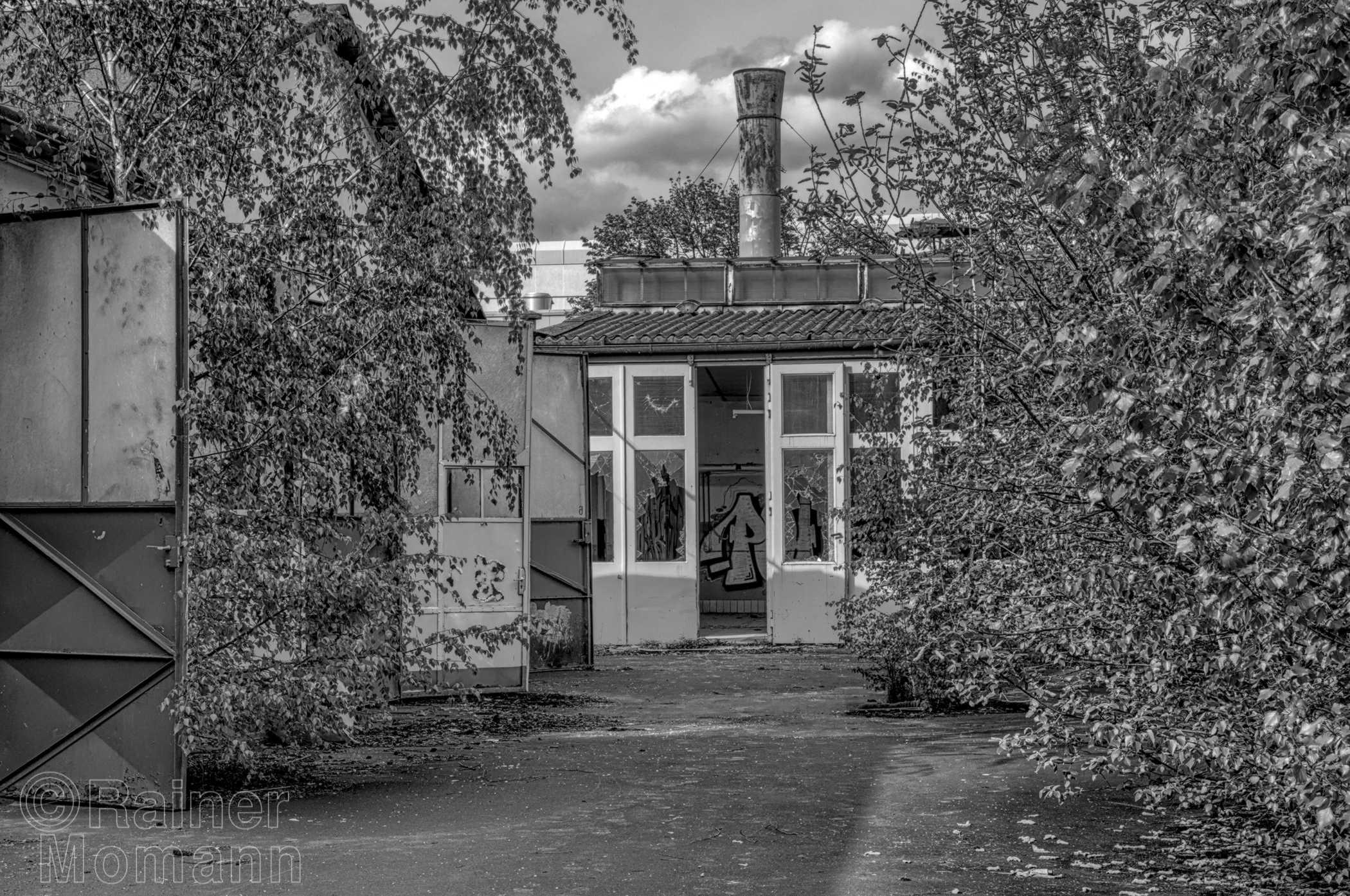 Schwarzweißfotografie im Format 3:2 Landscape.
Auf einem alten, verlassenen Industriegelände, stehen Hallen mit offenen Toren. Die Glasscheiben der Tore wurden eingeworfen. Auf dem Gelände stehen schon junge Birken, welche über die Gebäude hinausragen.